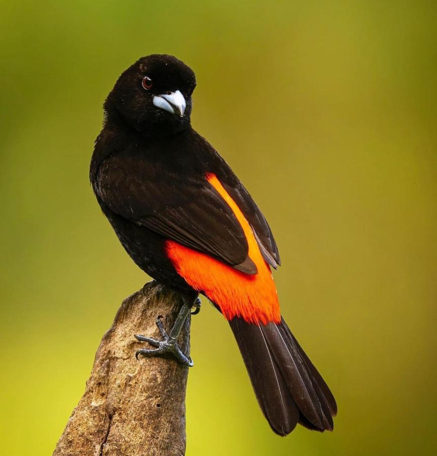 Casita El Sonido De Las Aves Uvita Eksteriør bilde